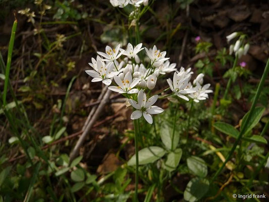 Allium neapolitanum / Neapolitanischer Lauch