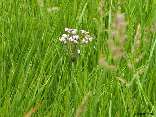 Butomis umbellatus / Schwanenblume, Blumenbinse