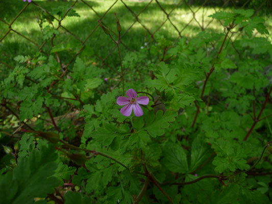 Geranium robertianum / Stinkender Storchschnabel, Ruprechtskraut