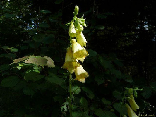 Digitalis grandiflora / Großblütiger Fingerhut