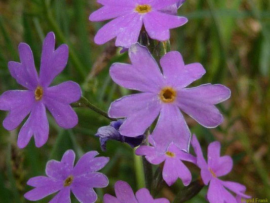 Primula farinosa / Mehl-Primel