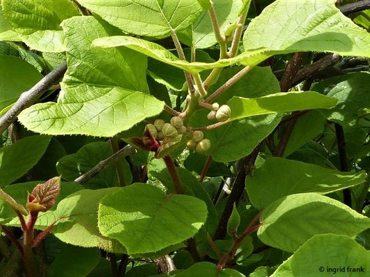 Actinidia deliciosa / Kiwi, Chinesische Stachelbeere