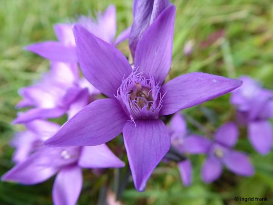 Gentianella germanica - Deutscher Kranzenzian