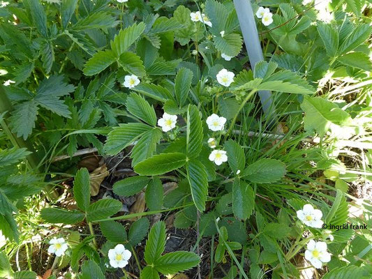 Fragaria viridis / Knack-Erdbeere (06.05.2018; Botanischer Garten Universität Potsdam)