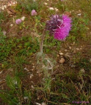 Carduus nutans - Gewöhnliche Nickende Distel
