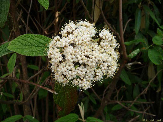 Viburnum rhytidophyllum / Runzelblättriger Schneeball