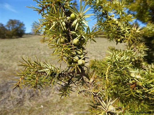 Juniperus communis / Gewöhnlicher Wacholder