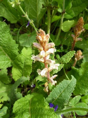 Orobanche minor - Kleine Sommerwurz, Kleeteufel