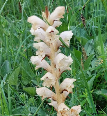 Orobanche lutea / Gelbe Sommerwurz  (03.06.2025; NSG Haarberg - Wasserberg)