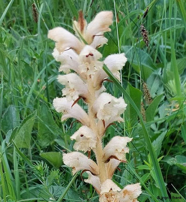Orobanche lutea / Gelbe Sommerwurz  (03.06.2025; NSG Haarberg - Wasserberg)
