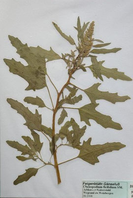 Chenopodium ficifolium / Feigenblättriger Gänsefuß   VI-IX    (Herbarium Dr. Wolf von Thun)