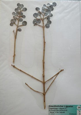 11/2012; Breisach/Oberrheinebene  (Herbarium Dr. Wolf von Thun)