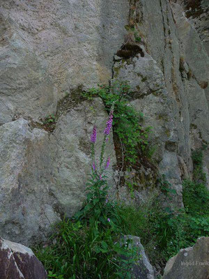 Digitalis purpurea / Roter Fingerhut  (05.06.2011; Dossenheim)