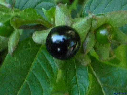 Atropa bella-donna / Tollkirsche  