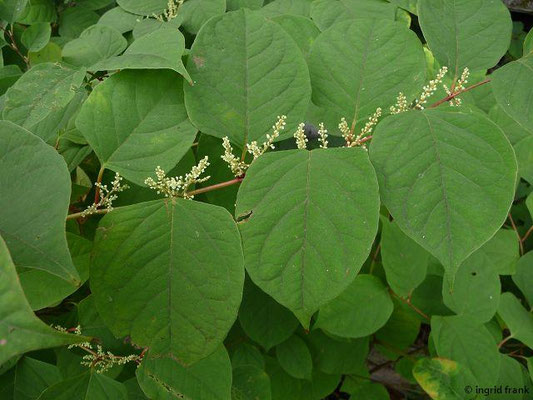 Fallopia japonica / Japan-Staudenknöterich