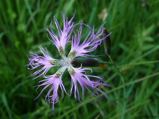 Dianthus superbus - Pracht-Nelke