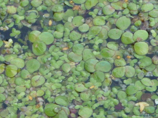 Lemna spec. (13 Arten)