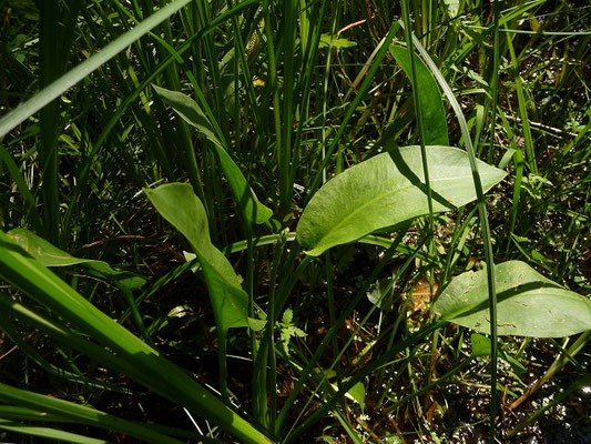 Alisma plantago-aquatica / Gewöhnlicher Froschlöffel