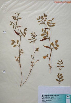 Vicia lathyroides / Platterbsen-Wicke    VI-VI    (Herbarium Dr. Wolf von Thun)