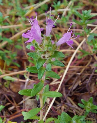 Thymus serpyllum / Sand-Thymian