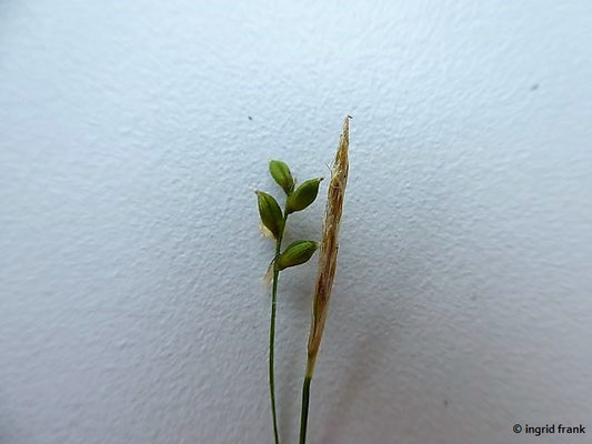 Carex alba / Weisse Segge    V-VI