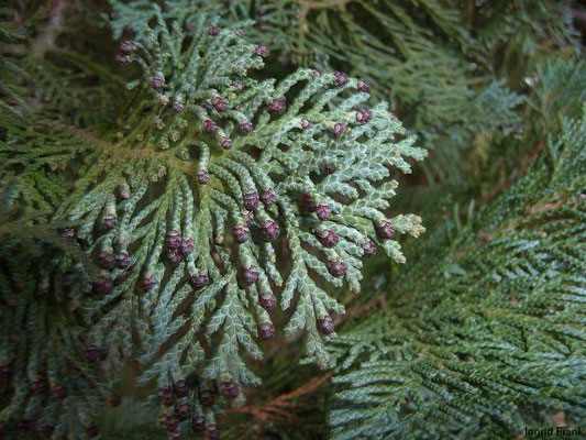 Chamaecyparis lawsoniana / Lawson-Scheinzypresse