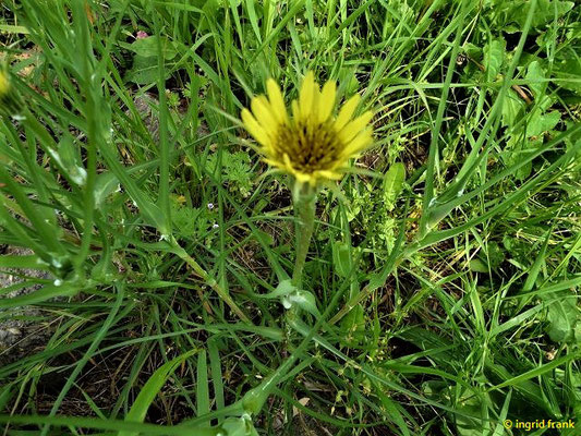 Tragopogon dubius / Großer Bocksbart    V-VII