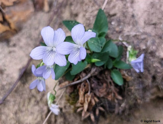 Viola canina / Hunds-Veilchen  V-VI