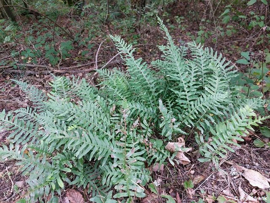 Polypodium vulgare / Gewöhnlicher Tüpfelfarn, Engelsüß