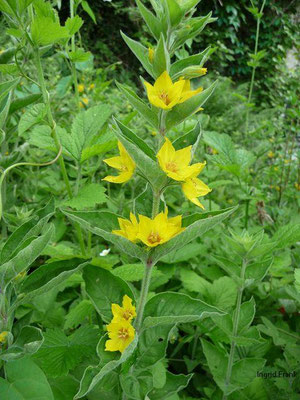 Lysimachia punctata / Punktierter Gilbweiderich