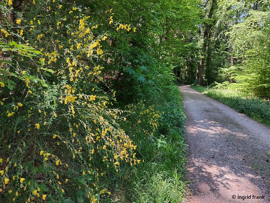 Cytisus scoparius / Gewöhnlicher Besenginster  (10.05.2025; Heidelberg, Königstuhl)