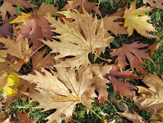 Platanus orientalis / Morgenländische Platane (19.11.2023; Botanischer Garten Universität Heidelberg)