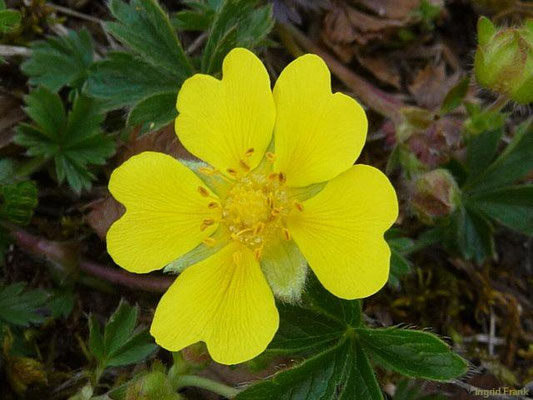 Potentilla neumanniana / Frühlings-Fingerkraut
