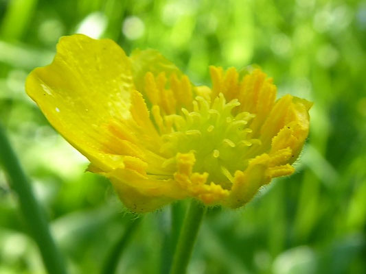 Ranunculus auricomus - Gold-Hahnenfuß