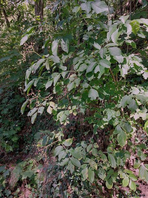 Sambucus nigra / Schwarzer Holunder   (11.08.2023; Heidelberg, Haarlassweg)