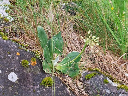 Primula auricula / Gamsblume, Alpen-Aurikel  (27.06.2024; Steiermark, Ramsau)
