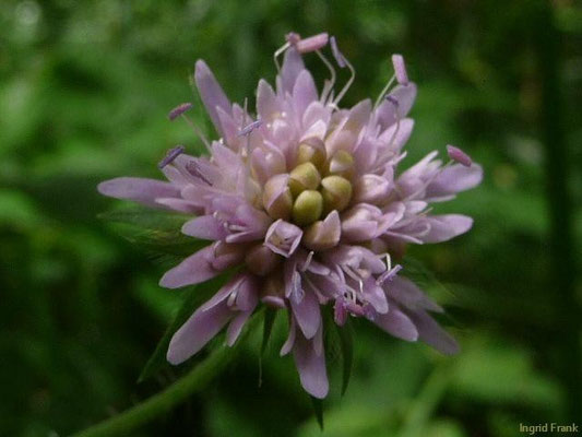 19.07.2011-Knautia dipsacifolia - Wald-Witwenblume