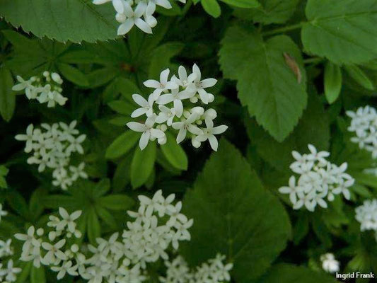 Galium odoratum / Waldmeister