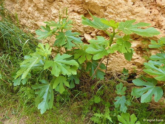 Ficus carica / Gewöhnlicher Feigenbaum     (01.05.2019; Italien, Toskana, Halbinsel Monte Argentario)