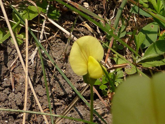 Lotus maritimus / Hellgelber Hornklee, Gelbe Spargelerbse    V-VI