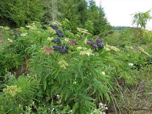 Sambucus ebulus - Attich, Zwerg-Holunder