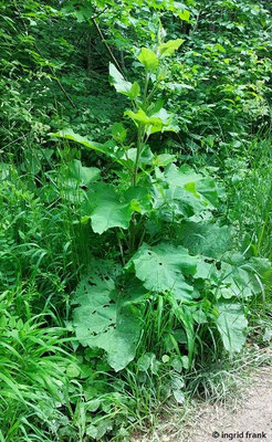 Arctium lappa / Große Klette