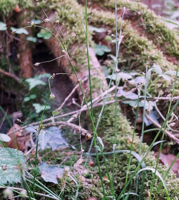 Luzula pilosa / Behaarte Hainsimse