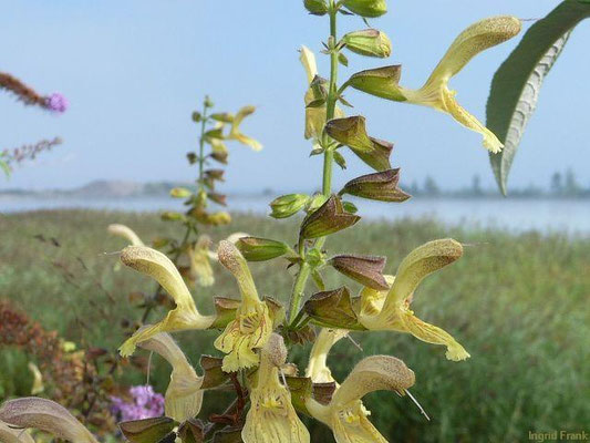 Salvia glutinosa / Klebriger Salbei