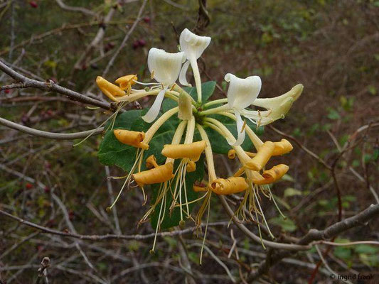 Lonicera spec. (180 Arten)