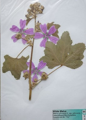 Malva sylvestris ssp. sylvestris / Wilde Malve  (08/2010; Emmendingen, Oberrheinebene)  (Herbarium Dr. Wolf v. Thun)