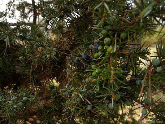 Juniperus communis ssp. communis / Gewöhnlicher Wacholder