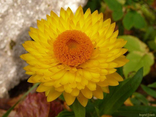Helichrysum bracteatum - Garten-Strohblume