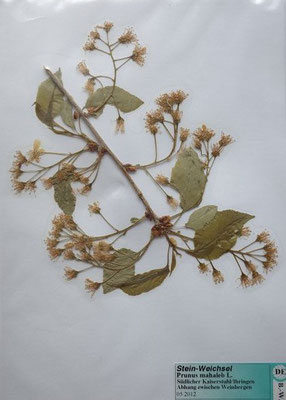 Prunus mahaleb / Steinweichsel     (Herbarium Dr. Wolf von Thun)