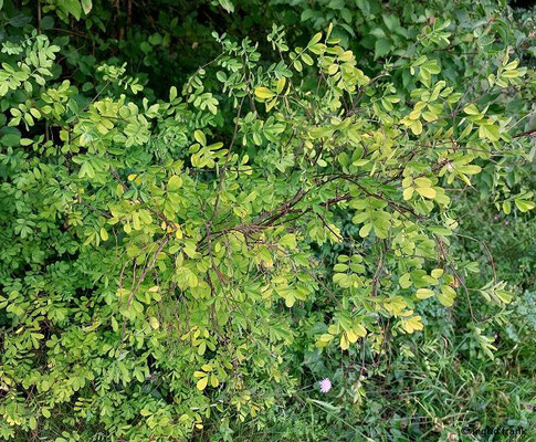 Cytisus nigricans / Schwarzwerdender Geißklee (Strauchartenfeld)